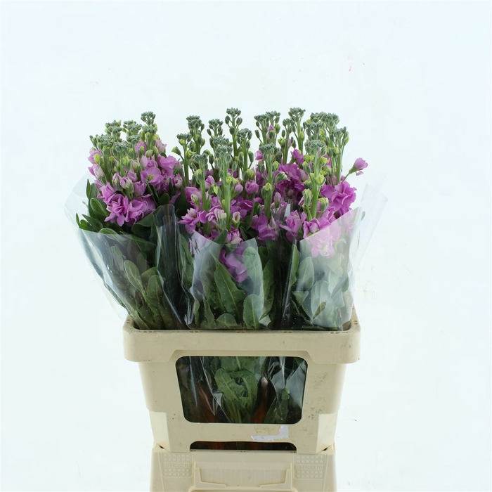 <h4>Matth Incana Iron Pink</h4>