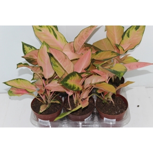 AGLAONEMA LAWAN P12