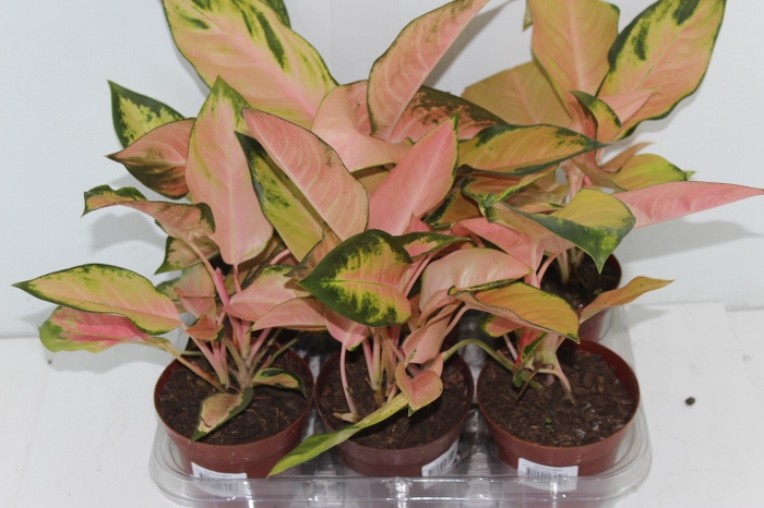 AGLAONEMA LAWAN P12