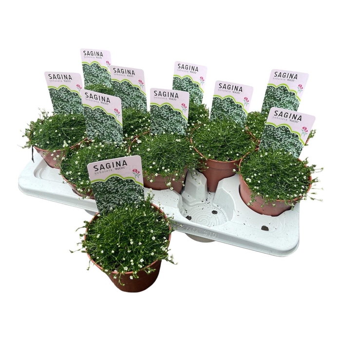 <h4>SAGINA SUBULATA</h4>