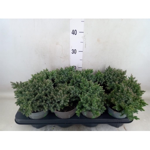 Juniperus squamata 'Blue Star'
