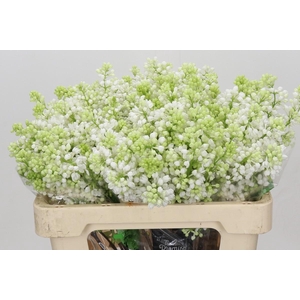 Syringa Vulg Madame Florent Stepman