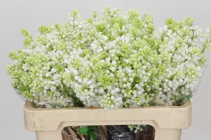 <h4>Syringa Vulg Madame Florent Stepman</h4>