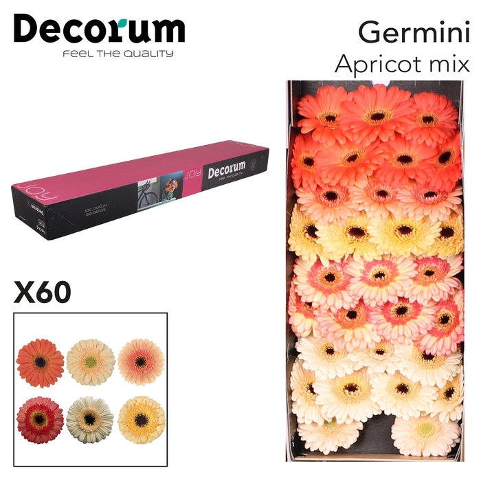 <h4>Germini Mix Apricot Doos</h4>