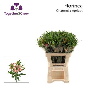 ALST FL CHARMELIA APRICOT