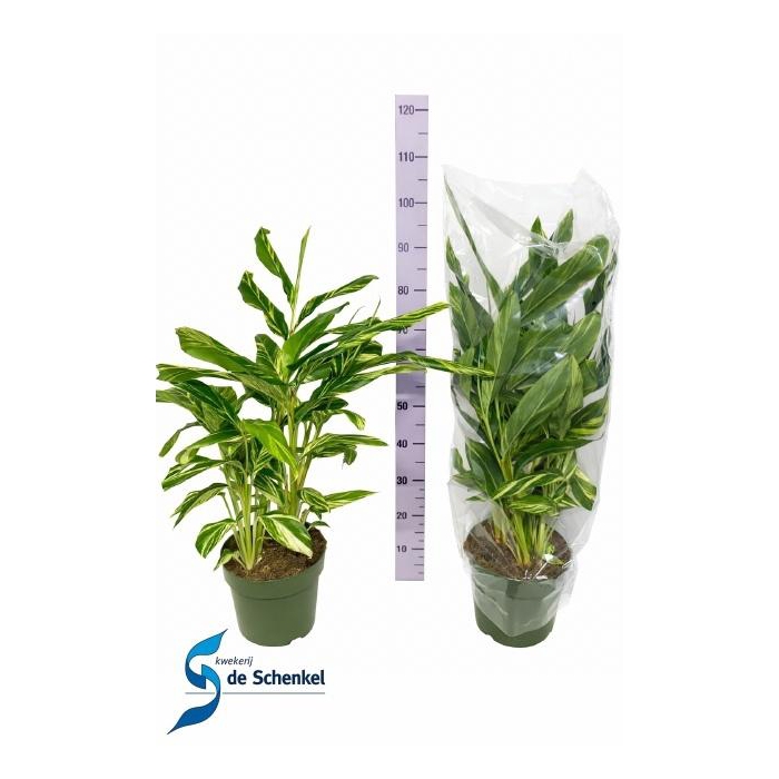 <h4>ALPINIA VARIEGATA</h4>