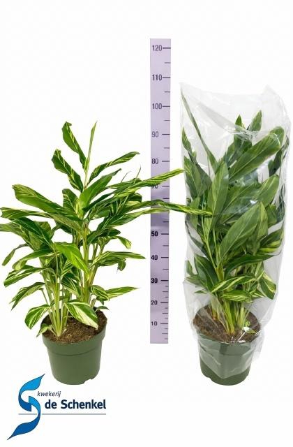 <h4>ALPINIA VARIEGATA</h4>