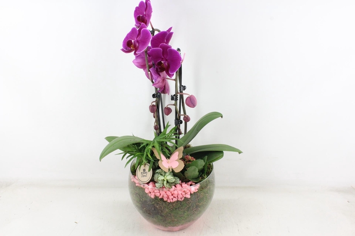 <h4>arr2 PL - Glas Henrik phal. lila</h4>