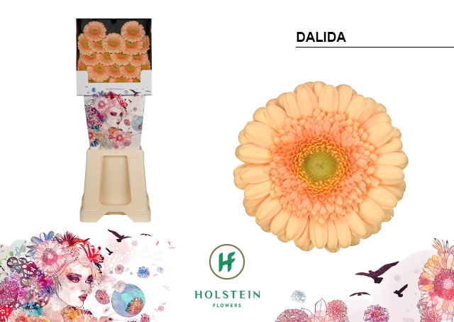 <h4>GE MI Dalida diamond x80</h4>