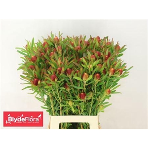 LEUCAD AYOBA CH PEAR VERTAKT 70CM