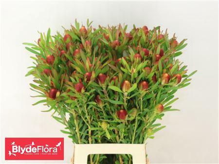 <h4>LEUCAD AYOBA CH PEAR VERTAKT 70CM</h4>