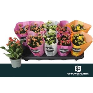 KAL GE PERF GEM 5 KL