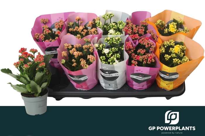 <h4>KAL GE PERF GEM 5 KL</h4>