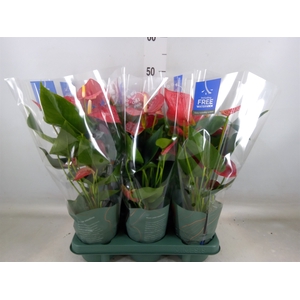 Anthurium andr. 'Karma Red'