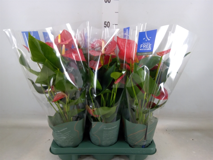 <h4>Anthurium andr. 'Karma Red'</h4>