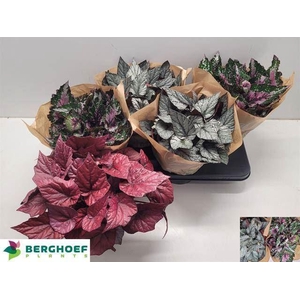 Begonia Beleaf gemengd
