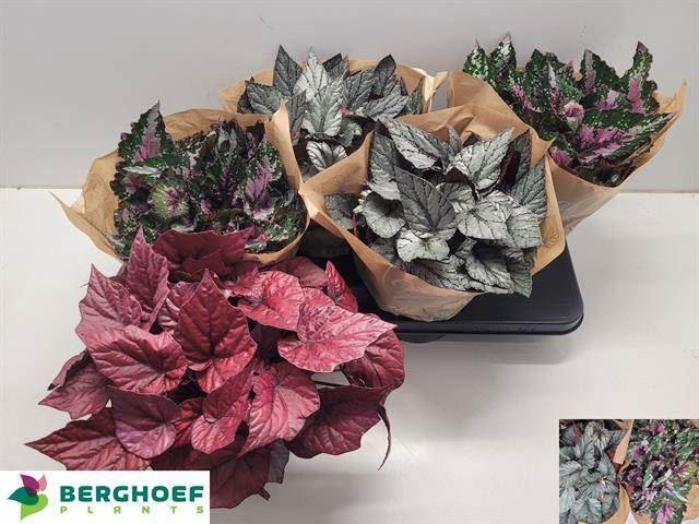 <h4>Begonia Beleaf gemengd</h4>