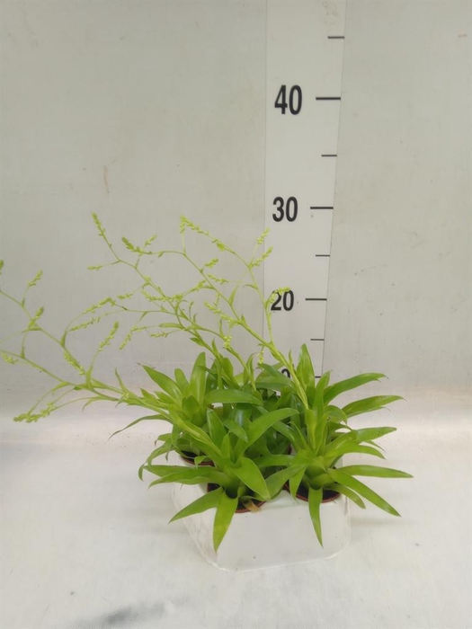 <h4>Catopsis morreniana</h4>