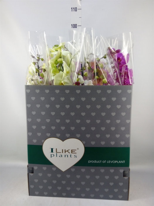<h4>Phalaenopsis   ...mix</h4>