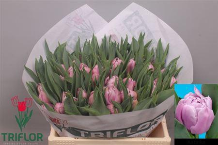 <h4>Tu Du Katinka</h4>