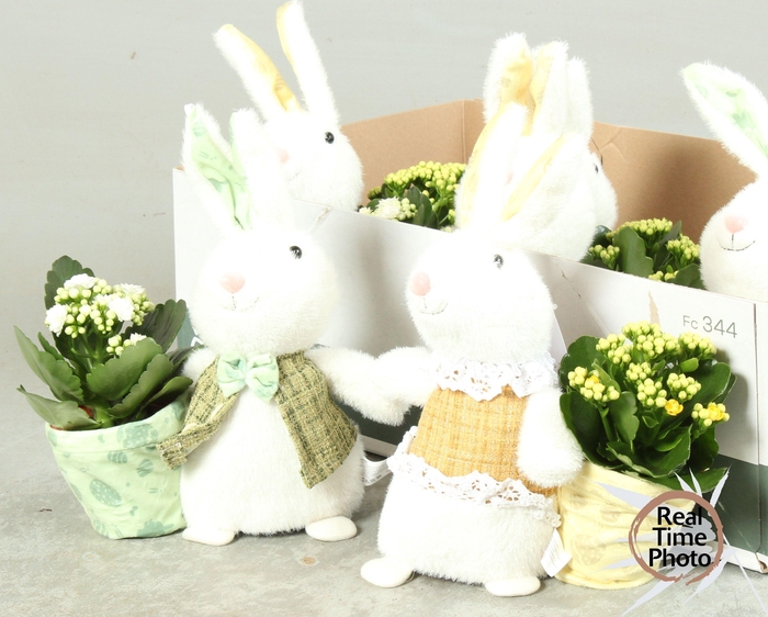 <h4>ARR KAMERPL</h4>