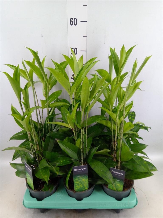 <h4>Dracaena surculosa</h4>