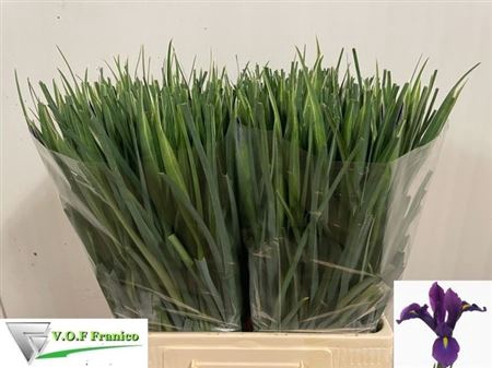 <h4>Iris Hong Kong</h4>
