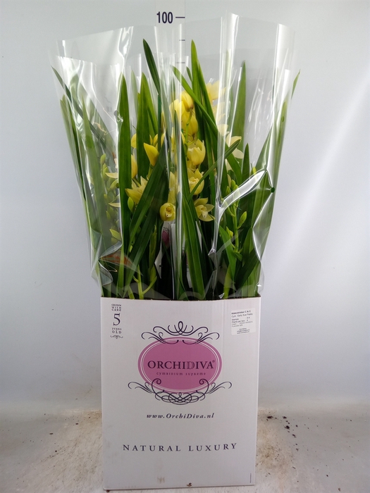 <h4>Cymbidium   ...</h4>