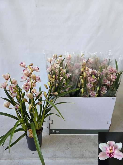 <h4>CYMB OVERIG</h4>