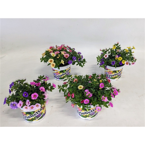 <h4>Calibrachoa Triobells</h4>