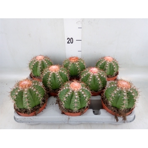 Melocactus matanzanus