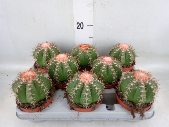 <h4>Melocactus matanzanus</h4>