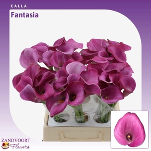 Calla Fantasia