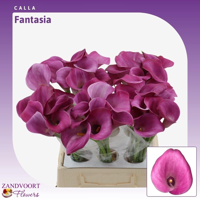 <h4>Calla Fantasia</h4>