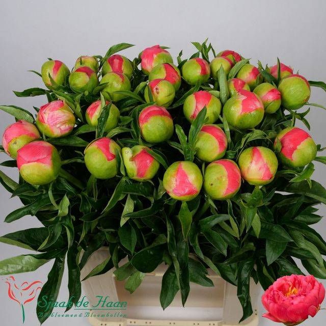 <h4>PAEO CORAL SUNSET</h4>