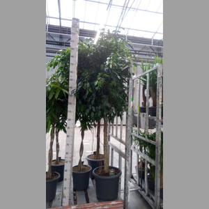 Ficus benja. 'Danielle'