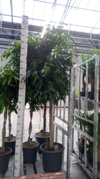 <h4>Ficus benja. 'Danielle'</h4>
