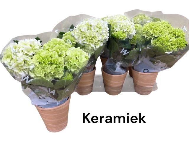 <h4>ARR HYDRANGEA</h4>