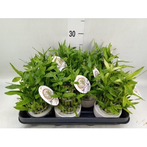 Dracaena sand. 'Lucky Bamboo' ..pyr