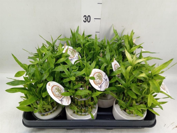 <h4>Dracaena sand. 'Lucky Bamboo' ..pyr</h4>