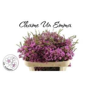 CHAME UN EMMA