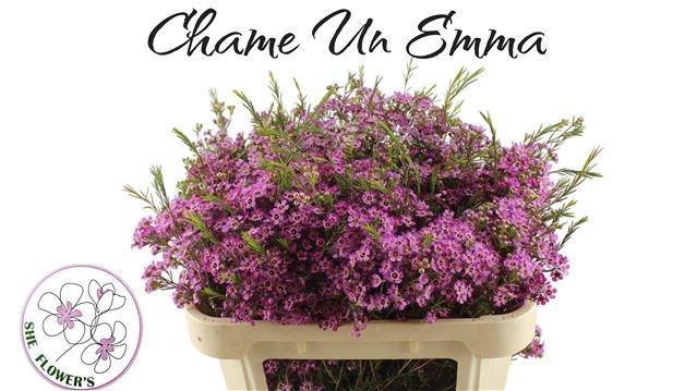 <h4>CHAME UN EMMA</h4>