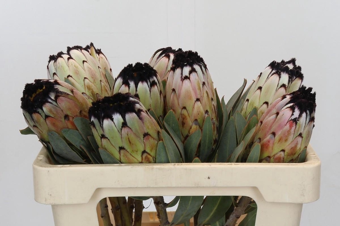 <h4>Protea Niobe</h4>