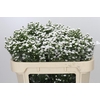 Aster White Gypsy