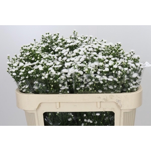 Aster White Gypsy