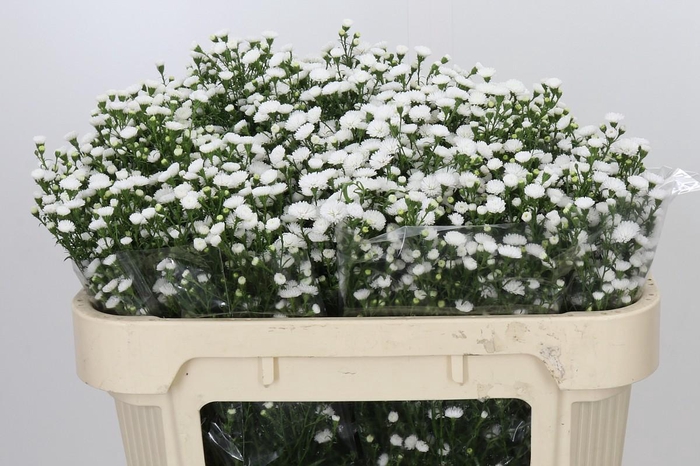 <h4>Aster White Gypsy</h4>