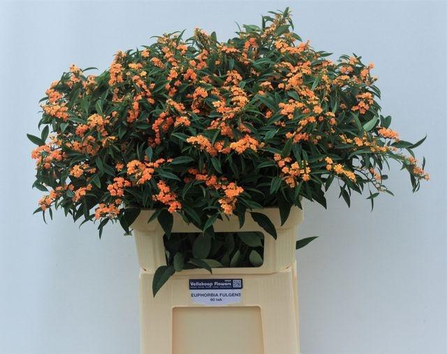 <h4>EUPH F T SUNSTREAM#</h4>