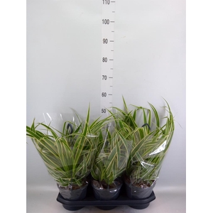 Chlorophytum com. 'Vittatum'