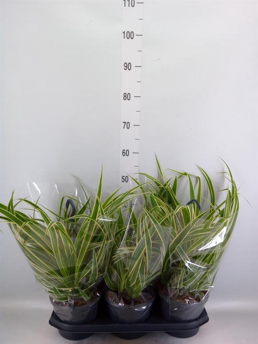 <h4>Chlorophytum com. 'Vittatum'</h4>