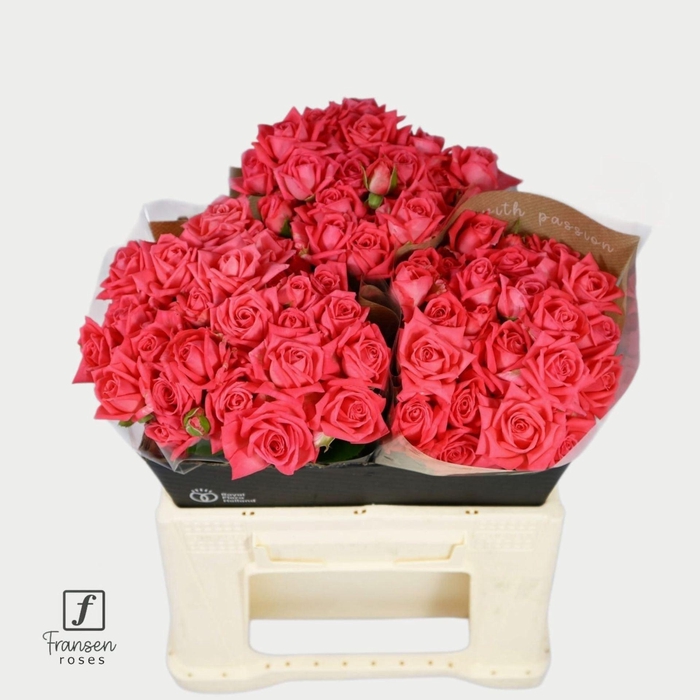 <h4>ROSA TR 'BARBADOS'</h4>